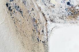 Mold Odor Removal Services in Indian Wells, CA